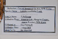 無柄葉山梗菜藏品圖，第2張