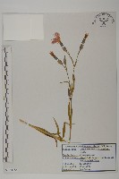 高山瞿麥藏品圖，第1張