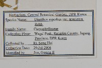 高山瞿麥藏品圖，第2張