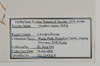 簇莖石竹藏品圖，第2張