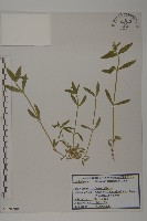 簇生卷耳藏品圖，第1張