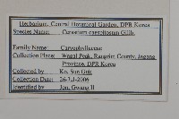 簇生卷耳藏品圖，第2張