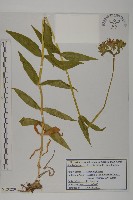 絲瓣剪秋籮藏品圖，第1張