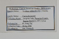 絲瓣剪秋籮藏品圖，第2張