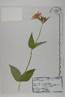 大花剪秋蘿藏品圖，第1張