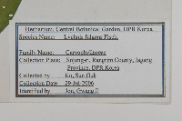 大花剪秋蘿藏品圖，第2張