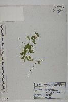 登錄號:S120291藏品圖，第1張