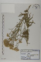 蓍草藏品圖，第1張