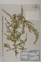 登錄號:S120303藏品圖，第1張