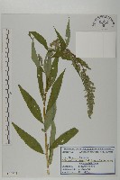 林艾蒿藏品圖，第1張