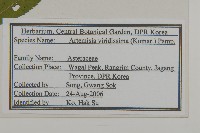 林艾蒿藏品圖，第2張