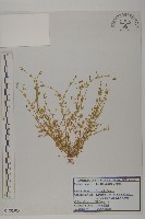 雀舌草藏品圖，第1張