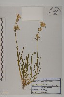 登錄號:S120306藏品圖，第1張