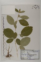 登錄號:S120307藏品圖，第1張