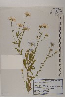 狗娃花藏品圖，第1張