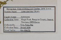 狗娃花藏品圖，第2張