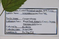 大花沙參藏品圖，第2張