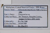 薄葉薺苨藏品圖，第2張