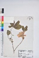 大字杜鵑藏品圖，第1張