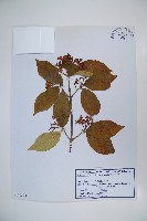 松田氏莢迷、宜昌莢迷藏品圖，第1張