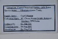 松田氏莢迷、宜昌莢迷藏品圖，第2張