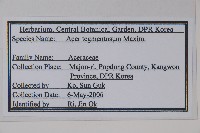 青楷槭藏品圖，第2張