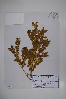 朝鮮黃楊藏品圖，第1張