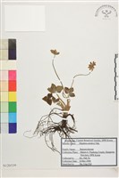 登錄號:S120339藏品圖，第1張