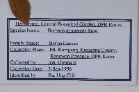 大葉小蘗藏品圖，第2張