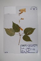 登錄號:S120342藏品圖，第1張