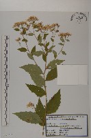 山白蘭藏品圖，第1張