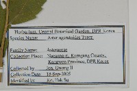 山白蘭藏品圖，第2張