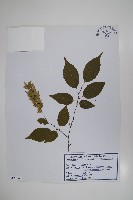 登錄號:S120345藏品圖，第1張