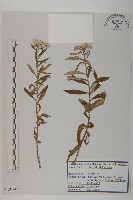 香青藏品圖，第1張