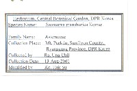 東北鳳毛菊藏品圖，第2張