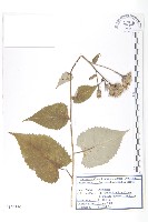 登錄號:S120350藏品圖，第1張