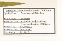 麻葉千里光藏品圖，第2張