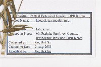 山柳菊藏品圖，第2張