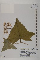 星葉兔兒傘藏品圖，第1張