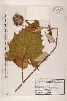 登錄號:S120358藏品圖，第1張