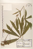 登錄號:S120359藏品圖，第1張