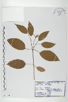 紅瑞木藏品圖，第1張