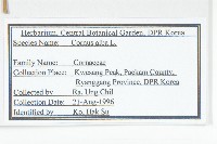 紅瑞木藏品圖，第2張