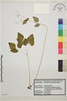 深山唐松草藏品圖，第1張