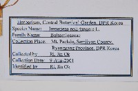 水金鳳藏品圖，第2張