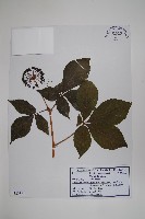 刺五加藏品圖，第1張