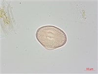 稜子芹藏品圖，第2張