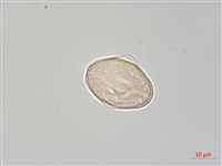 稜子芹藏品圖，第3張