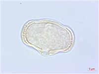 全葉山芹藏品圖，第1張