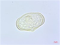 全葉山芹藏品圖，第2張